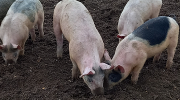 Meet The Supplier: The Organic Pig Company