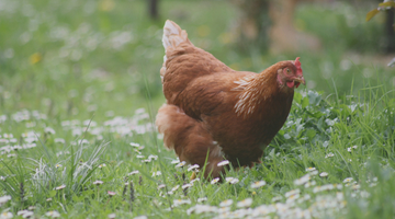The Case For Organic Chicken