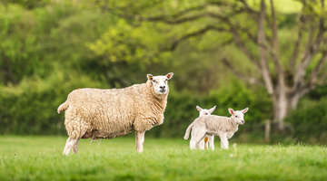 Choose British Lamb This Easter