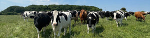 Pasture for Life Certified Dairy