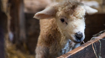 Organic Lamb Farm Devon