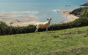 Organic Mutton Eversfield Sheep