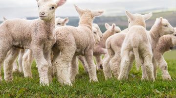 organic spring lamb easter