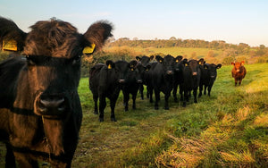 grass-fed organic meat from heritage aberdeen angus