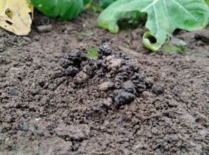 organic soil