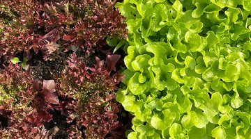 Organic salad market garden